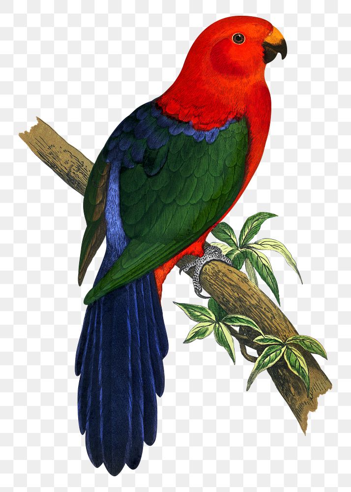 Vintage bird png king parrot, transparent background. Remixed by rawpixel.