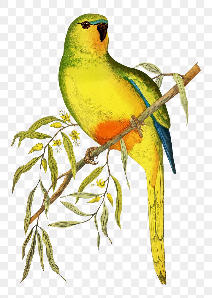 Vintage bird png orange-bellied parakeet, transparent background. Remixed by rawpixel.