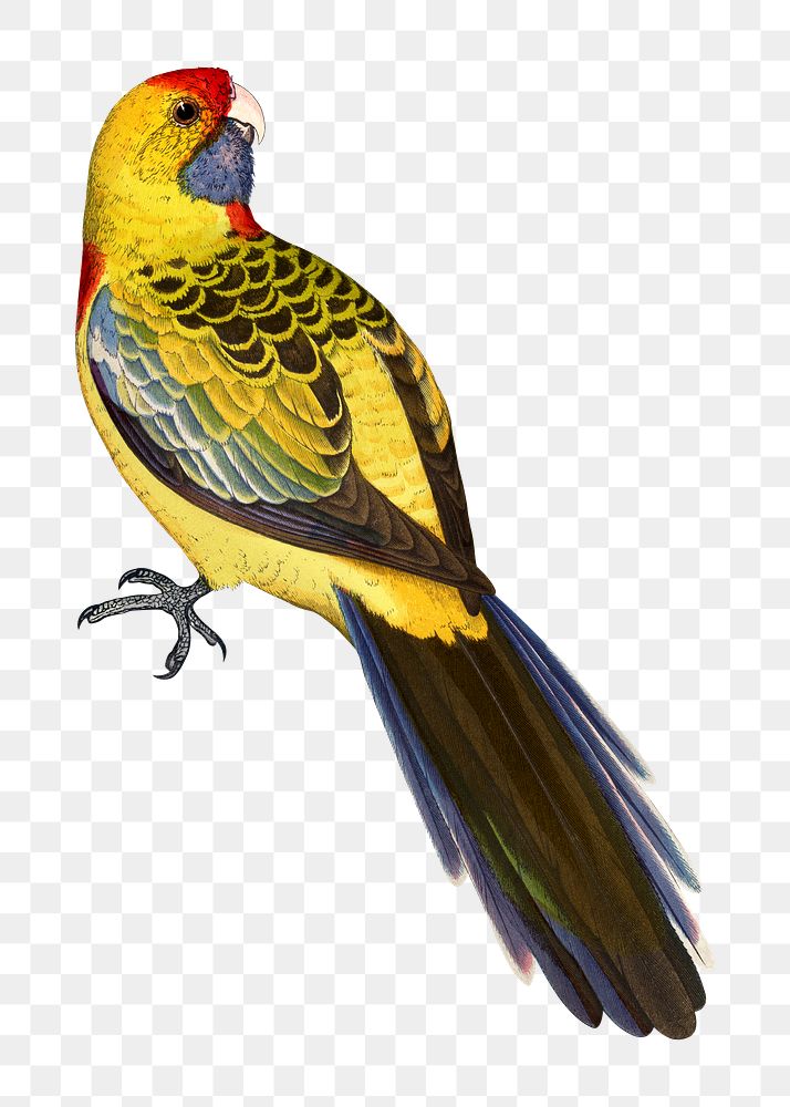 Vintage bird png yellow-rumped parakeet, transparent background. Remixed by rawpixel.