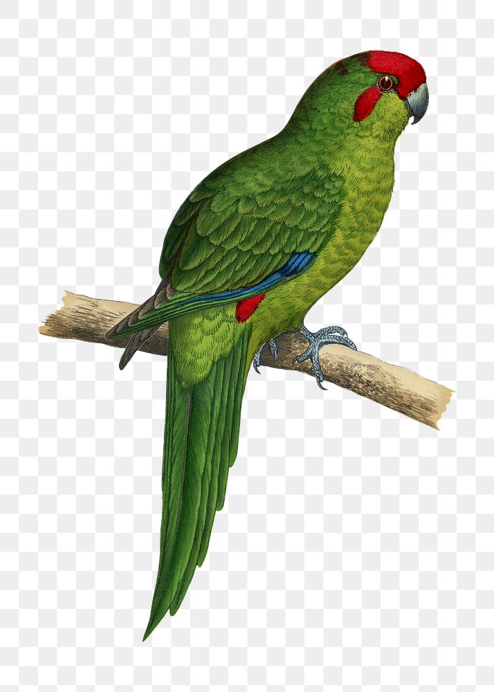 Vintage bird png New Zealand parakeet, transparent background. Remixed by rawpixel.