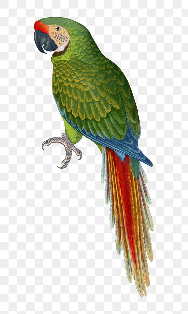 Vintage bird png military macaw, transparent background. Remixed by rawpixel.