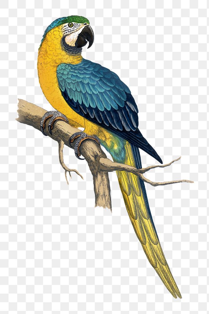 Vintage bird png blue and yellow macaw, transparent background. Remixed by rawpixel.