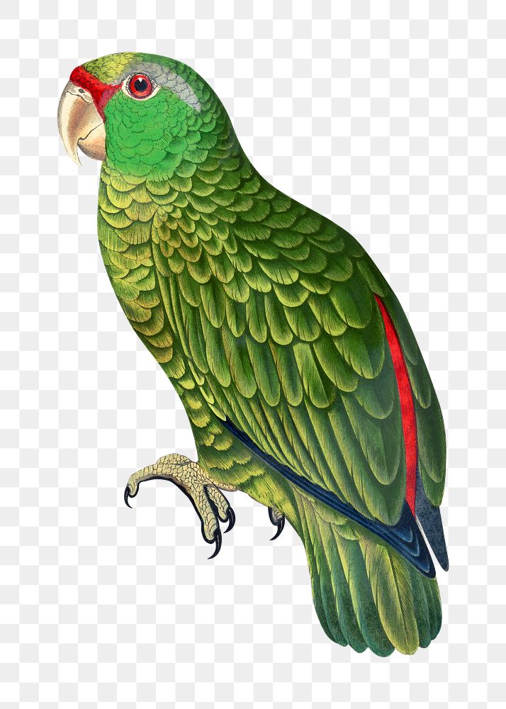 Vintage bird png festive Amazon parrot, transparent background. Remixed by rawpixel.