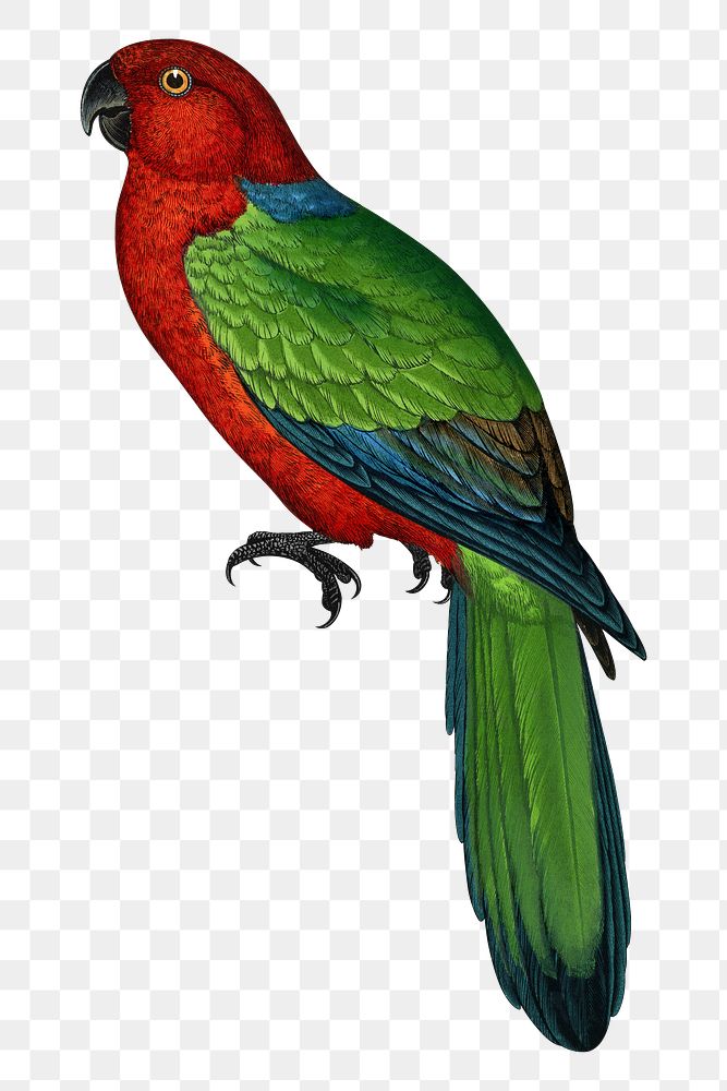 Vintage bird png red shining parakeet, transparent background. Remixed by rawpixel.