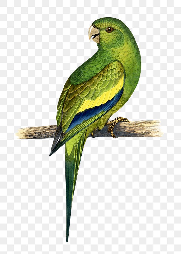 Vintage bird png canary-winged conure, transparent background. Remixed by rawpixel.