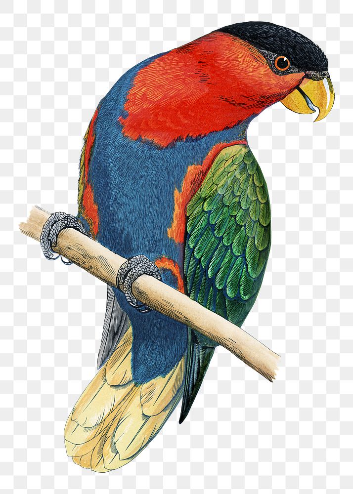 Vintage bird png black-capped lory, transparent background. Remixed by rawpixel.