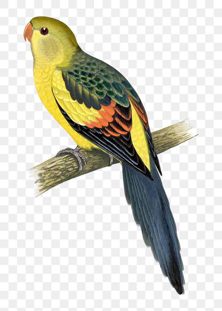 Vintage bird png rock pepler parakeet, transparent background. Remixed by rawpixel.