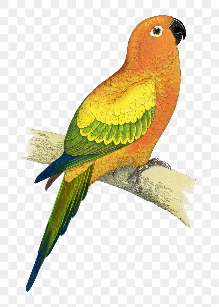 Vintage bird png sun parakeet, transparent background. Remixed by rawpixel.