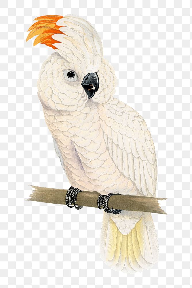 Vintage bird png great salmon crested cockatoo, transparent background. Remixed by rawpixel.