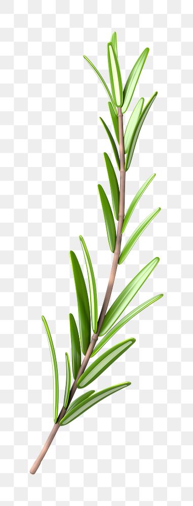 PNG 3D rosemary branch, element illustration, transparent background