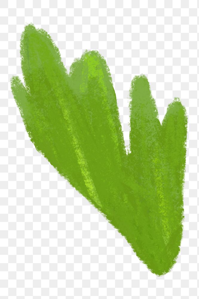PNG Celery leaf, vegetable illustration, transparent background