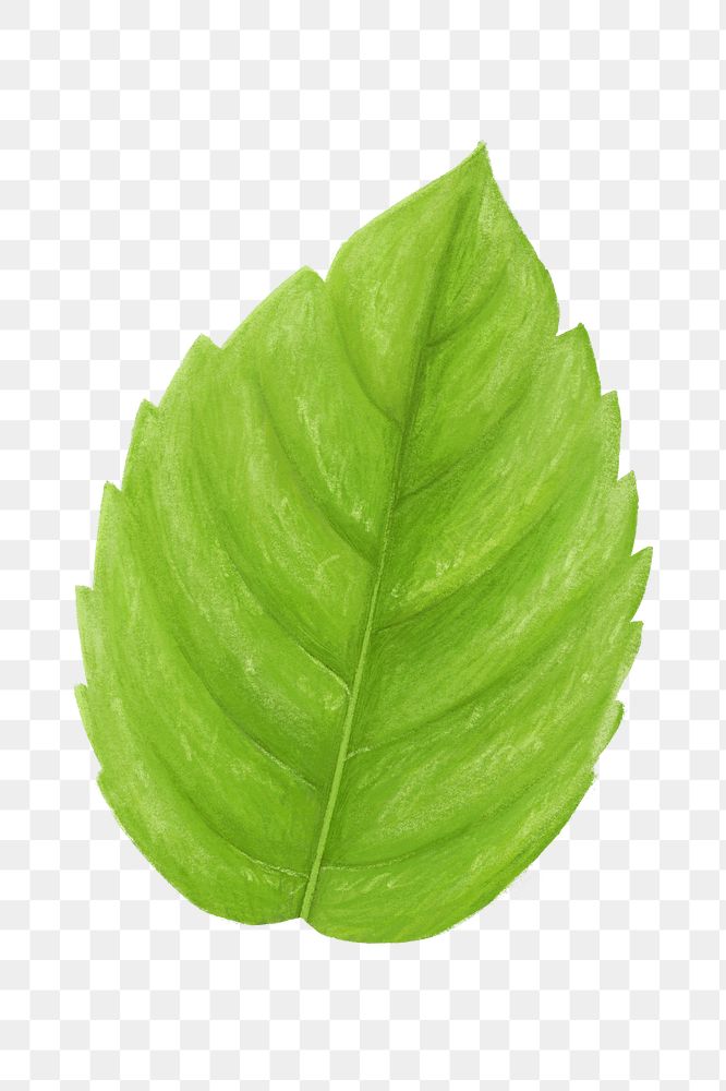 PNG Basil leaf, vegetable illustration, transparent background