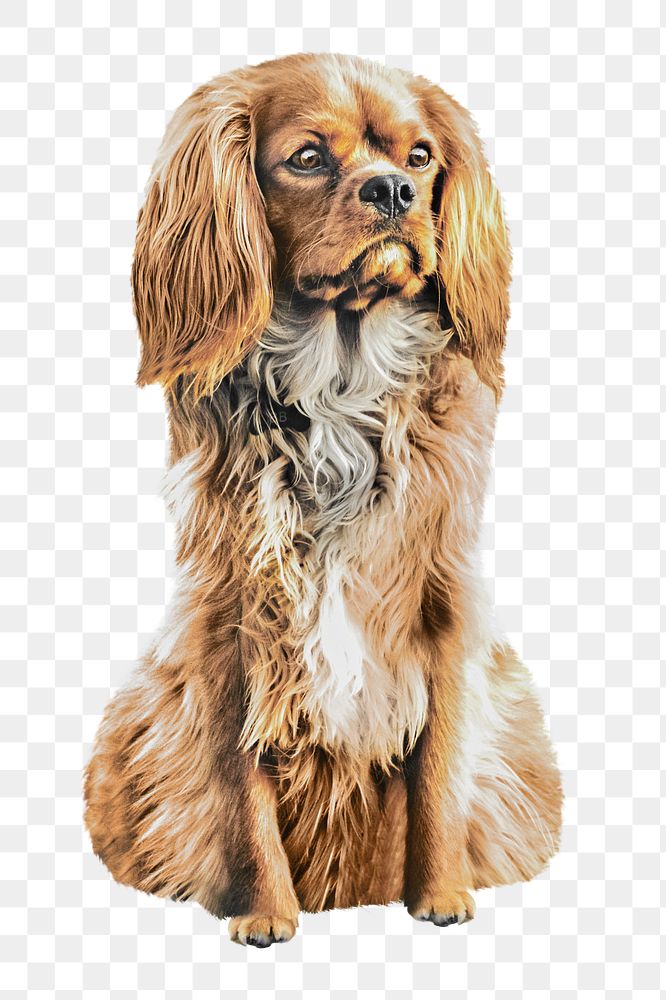 Cocker spaniel png, cute dog, design element, transparent background