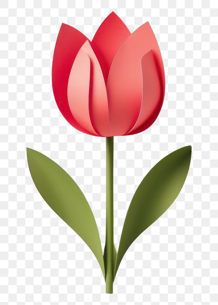 PNG Flower tulip plant inflorescence. 