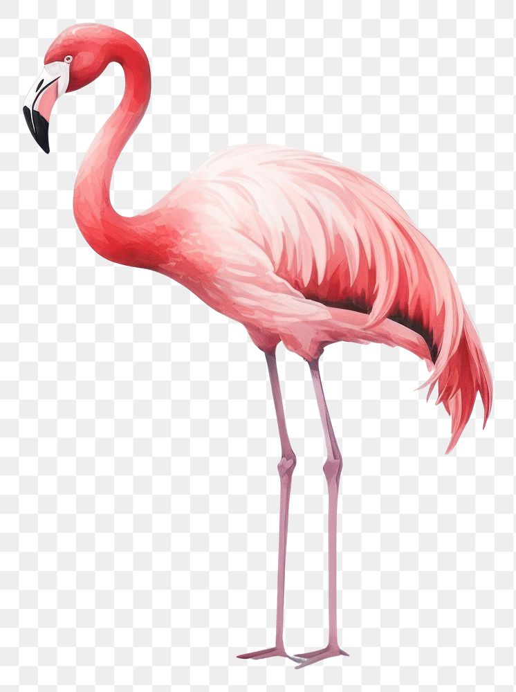 PNG Flamingo animal bird white background. AI generated Image by rawpixel.