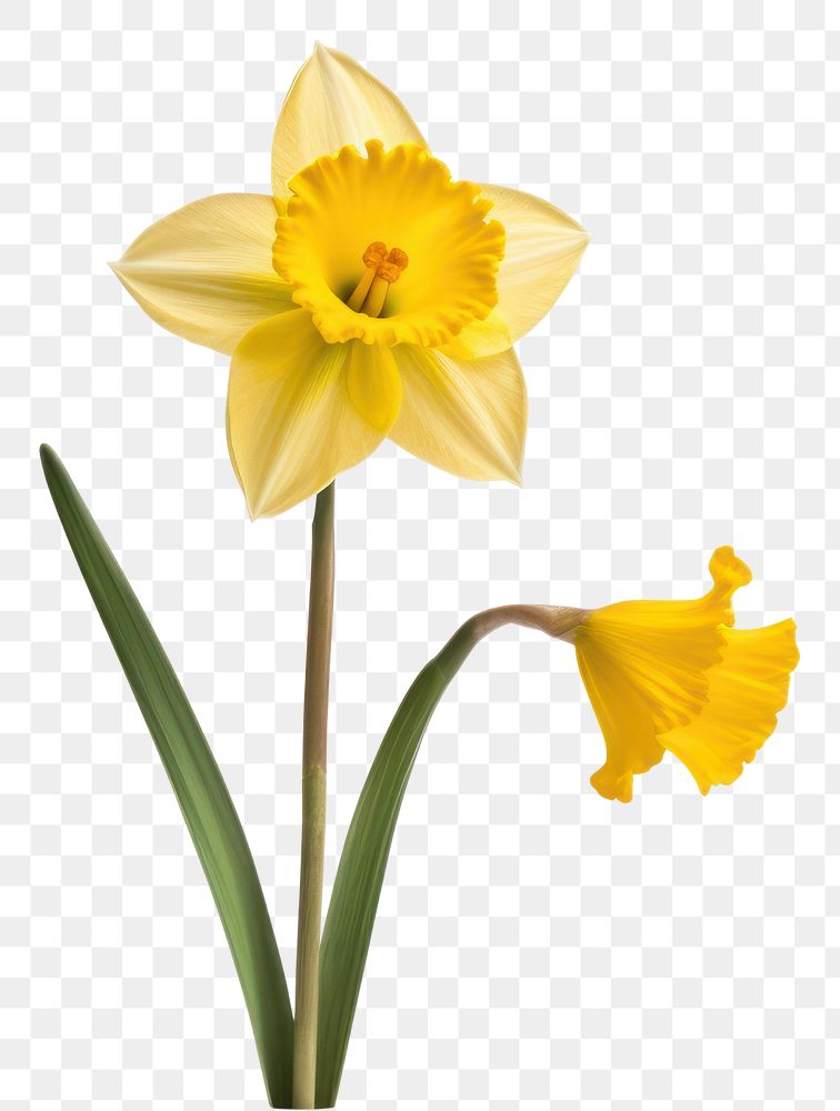 PNG Daffodil blossom flower plant. | Free PNG - rawpixel