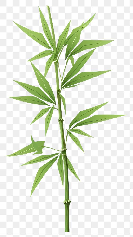 PNG Bamboo plant  freshness. 