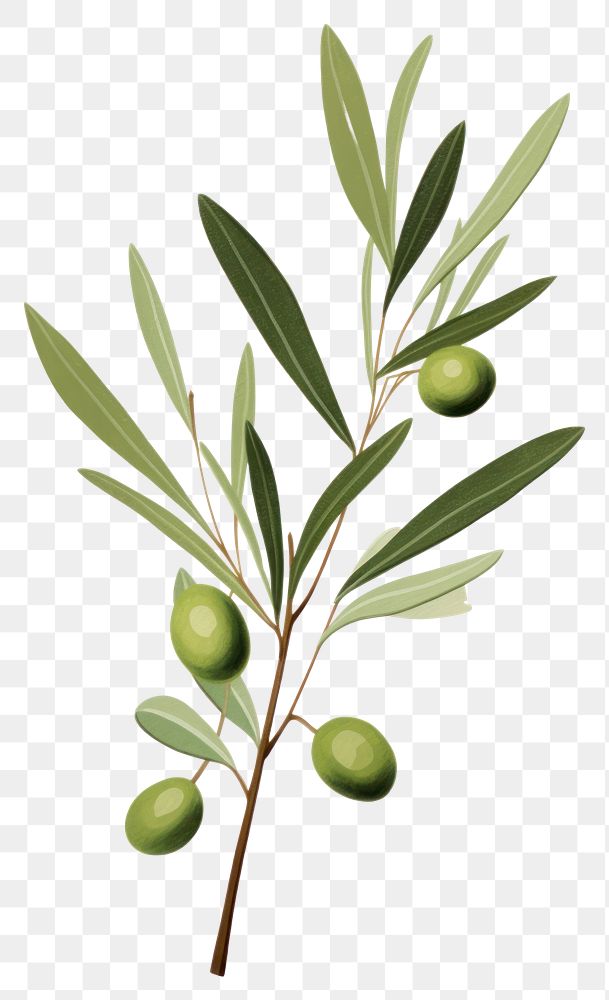 PNG Olive branch plant leaf tree. AI generated Image by rawpixel.