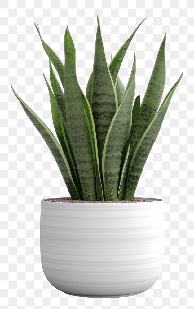 PNG Plant leaf vase  