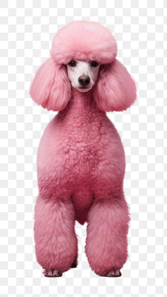PNG  Poodle mammal animal pet. AI generated Image by rawpixel.