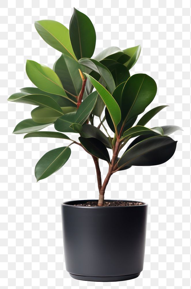 PNG Bonsai plant leaf houseplant. AI generated Image by rawpixel.