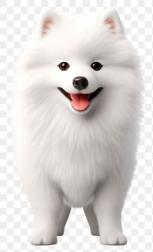 PNG Samoyed mammal animal white. 