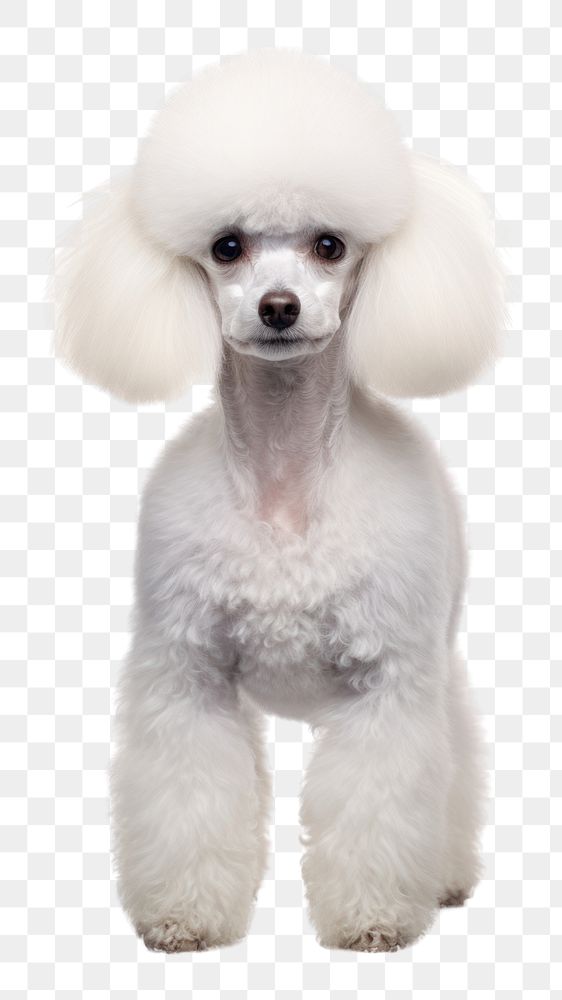 PNG Poodle mammal animal white. AI generated Image by rawpixel.
