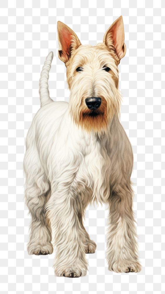 PNG Terrier dog mammal animal. AI generated Image by rawpixel.