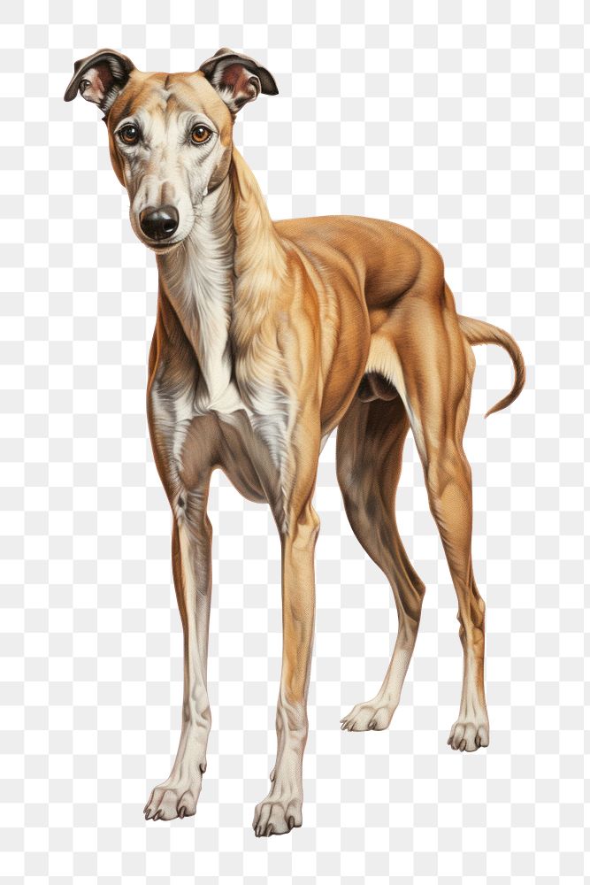 PNG Hound greyhound mammal animal. AI generated Image by rawpixel.