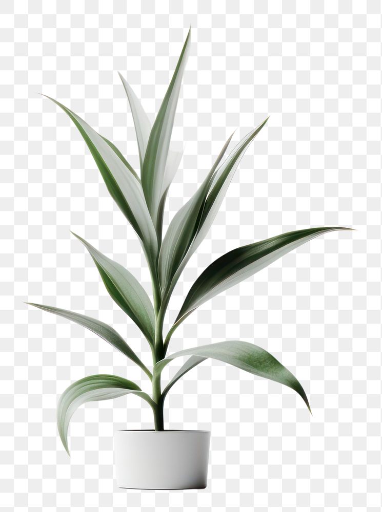 PNG Plant leaf houseplant transparent background