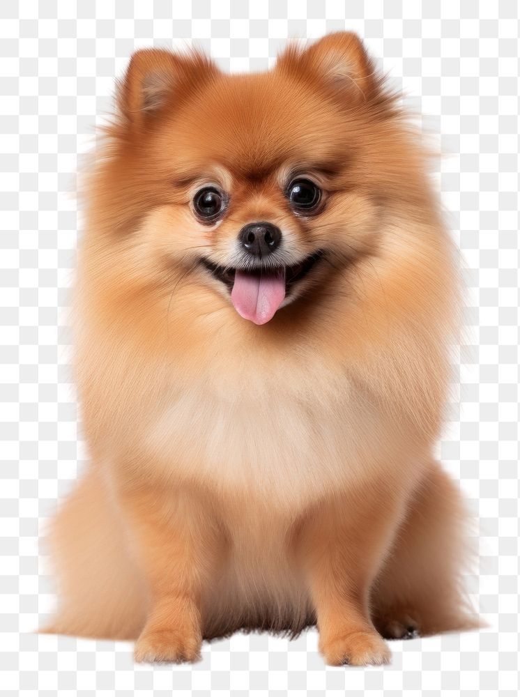 PNG Dog pomeranian mammal animal. 