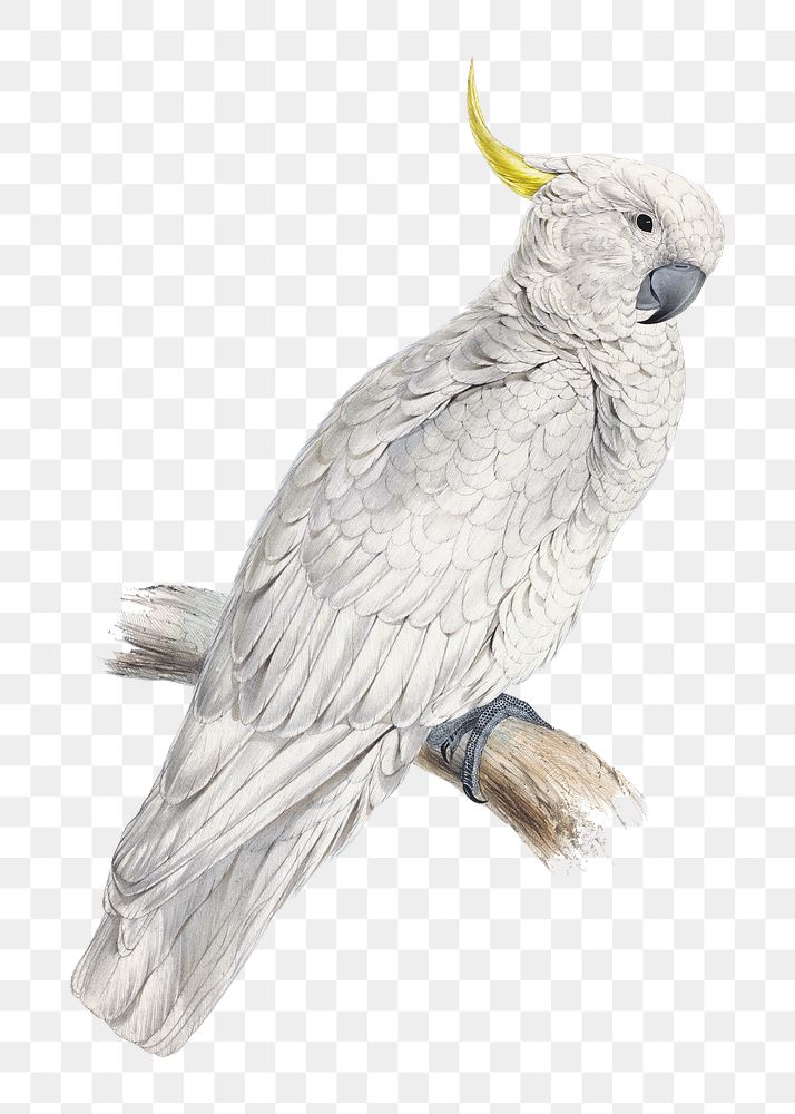 PNG Greater Sulphur-crested Cockatoo, vintage bird illustration by Edward Lear, transparent background. Remixed by rawpixel.