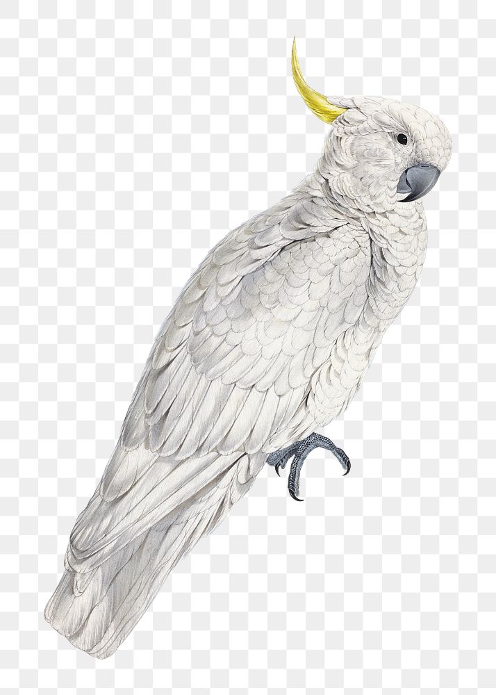 PNG Greater Sulphur-crested Cockatoo, vintage bird illustration by Edward Lear, transparent background. Remixed by rawpixel.