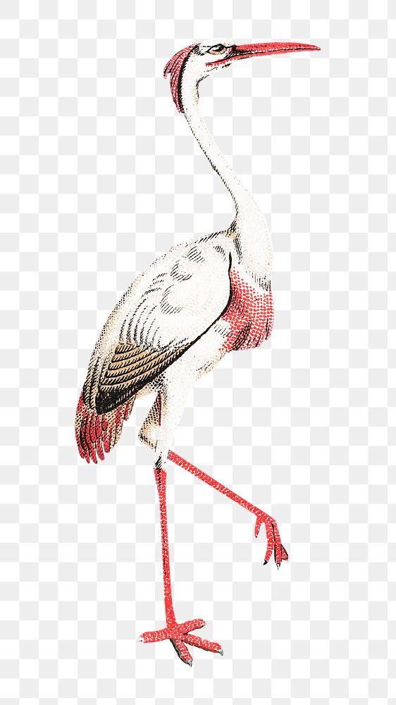 PNG Crane bird, vintage animal illustration by Dr. C. C. Moore, transparent background. Remixed by rawpixel.