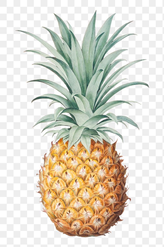 PNG Pineapple, vintage fruit illustration by George Brookshaw, transparent background. Remixed by rawpixel.