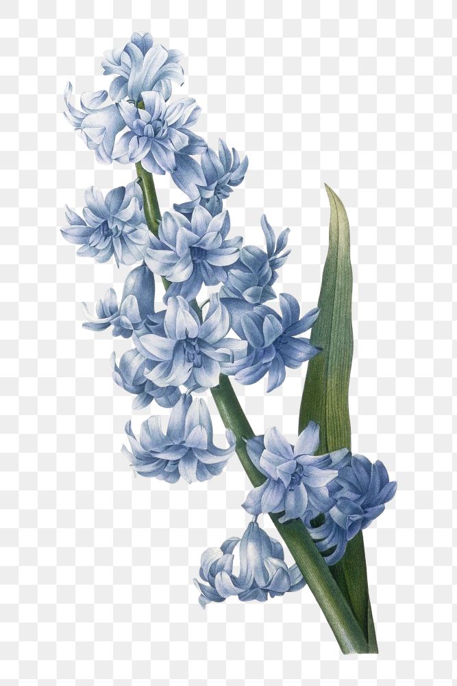 PNG Blue oriental hyacinth, vintage flower illustration by after Pierre-Joseph Redout&eacute;, transparent background.…