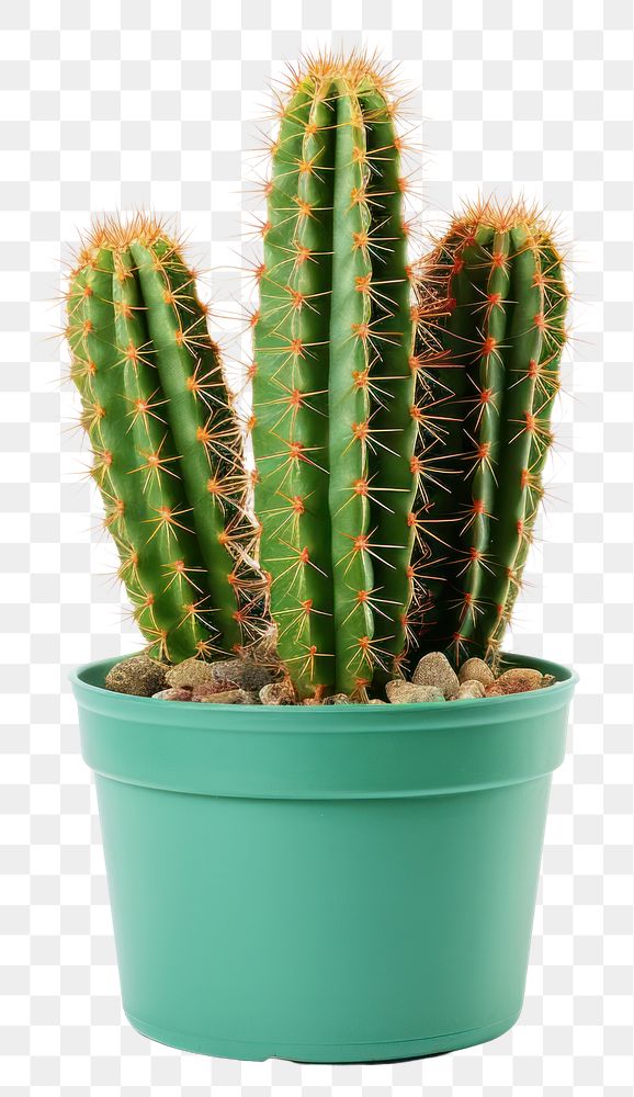 PNG Cactus plant white background houseplant. AI generated Image by rawpixel.