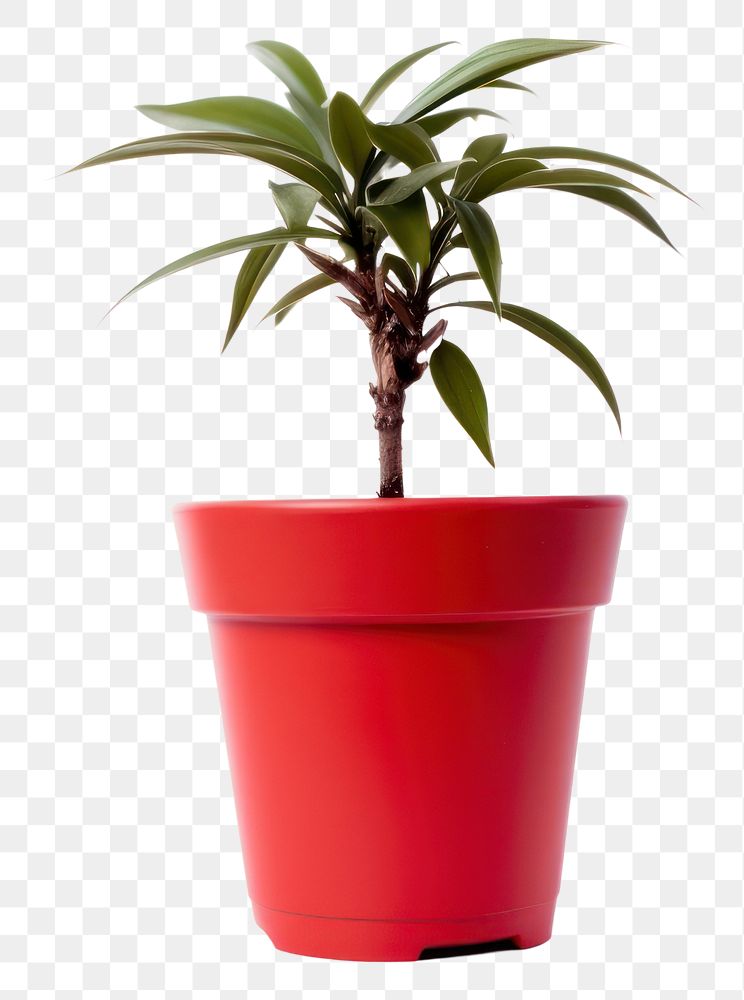 PNG Plant leaf houseplant terracotta. AI generated Image by rawpixel.