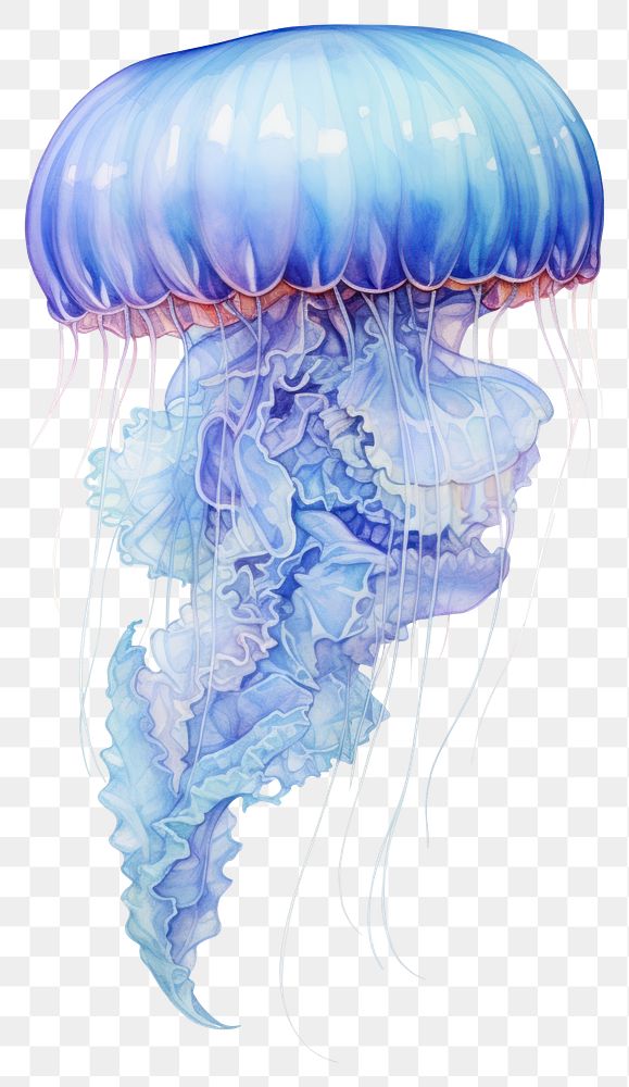 PNG Jellyfish white background invertebrate translucent. AI generated Image by rawpixel.