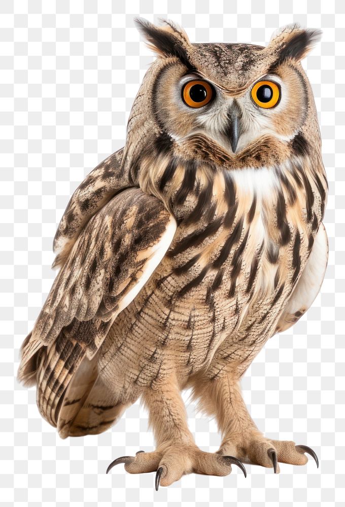 PNG Animal bird beak owl