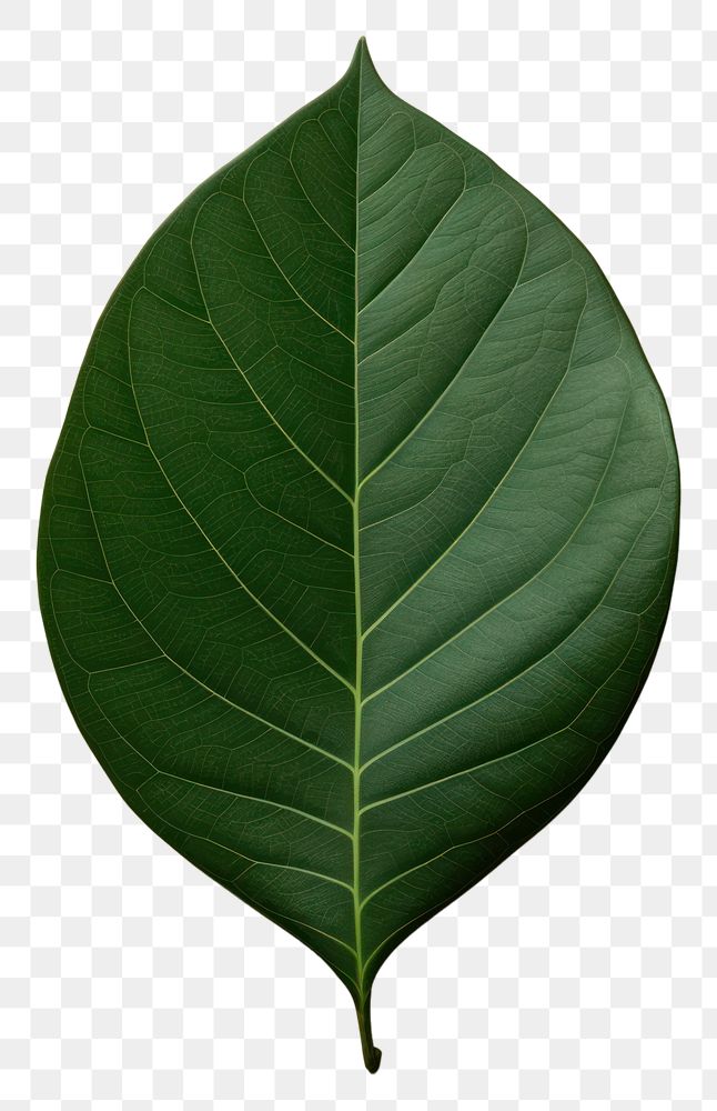 PNG Plant leaf tree xanthosoma. 