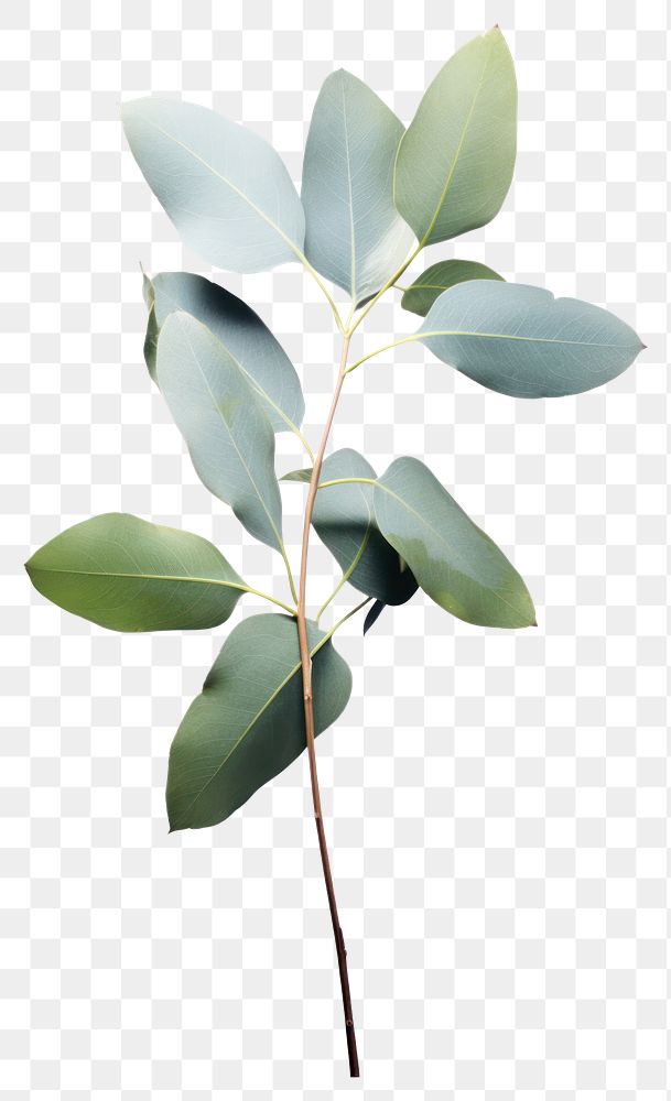 PNG Plant leaf tree annonaceae. AI generated Image by rawpixel.