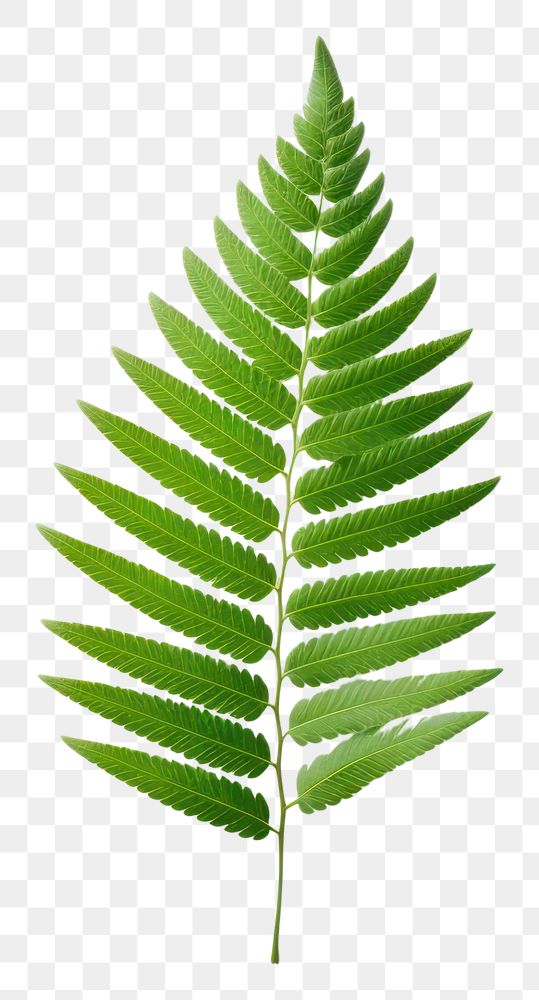 PNG Plant leaf fern freshness. 