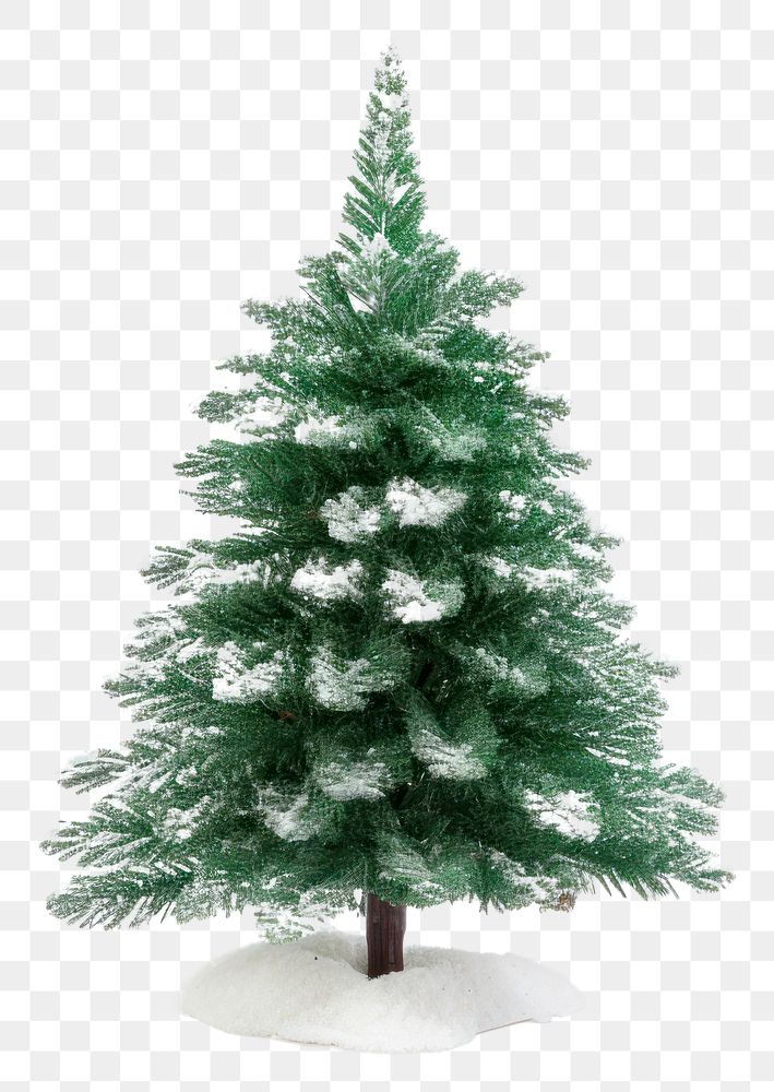 PNG Christmas plant tree pine