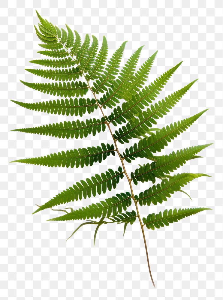 PNG Plant fern vegetation freshness. AI generated Image by rawpixel.