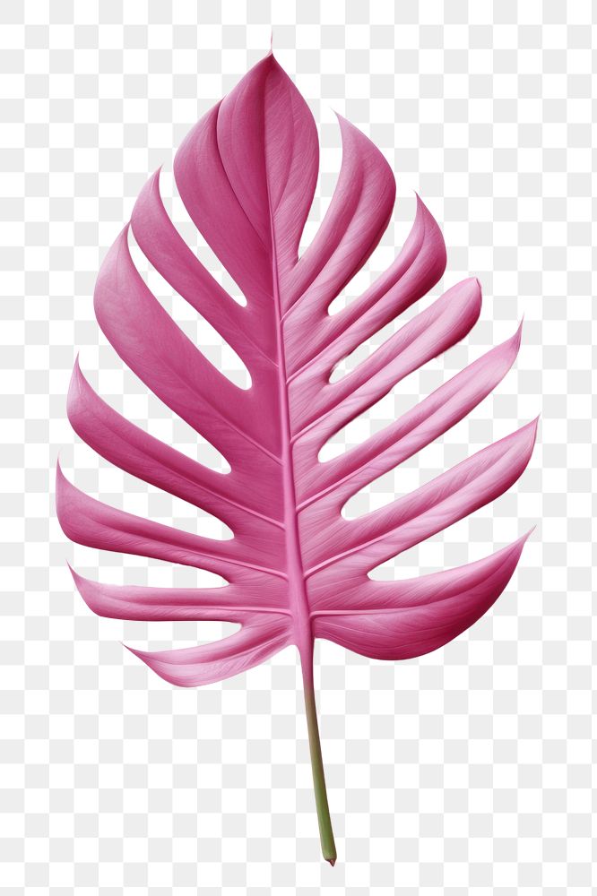 PNG Plant petal leaf freshness. AI generated Image by rawpixel.