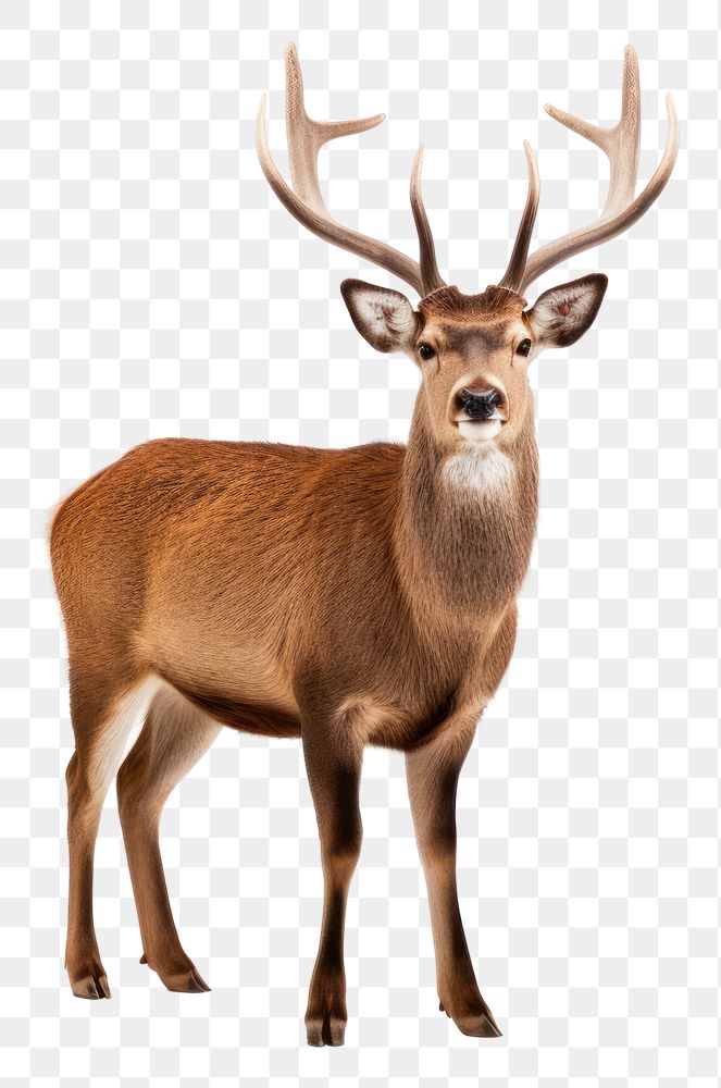 PNG Wildlife standing antler animal. AI generated Image by rawpixel.