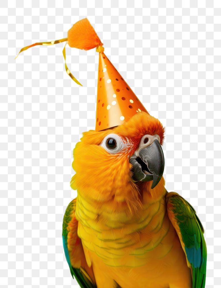 PNG Bird animal parrot hat. AI generated Image by rawpixel.