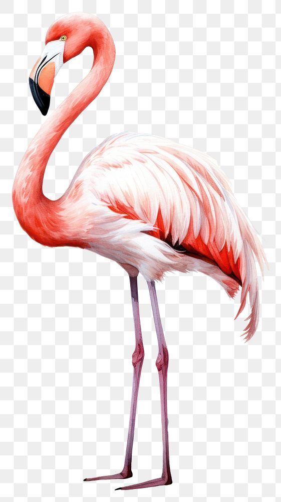 PNG Flamingo animal bird  