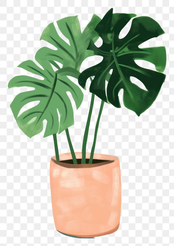 PNG Plant houseplant leaf freshness. 